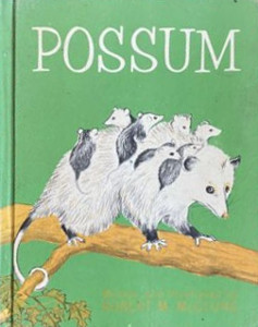 Possum