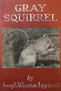 Gray Squirrel
