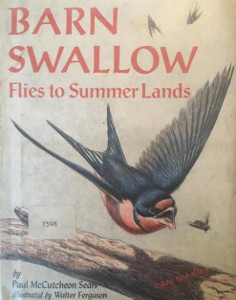 Barn Swallow: Flies to Summer Lands
