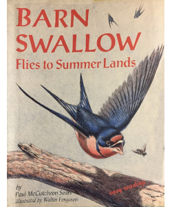 Barn Swallow: Flies to Summer Lands