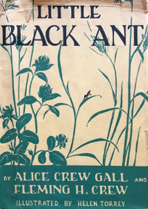 Little Black Ant