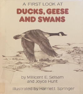 A First Look at Ducks, Geese and Swans